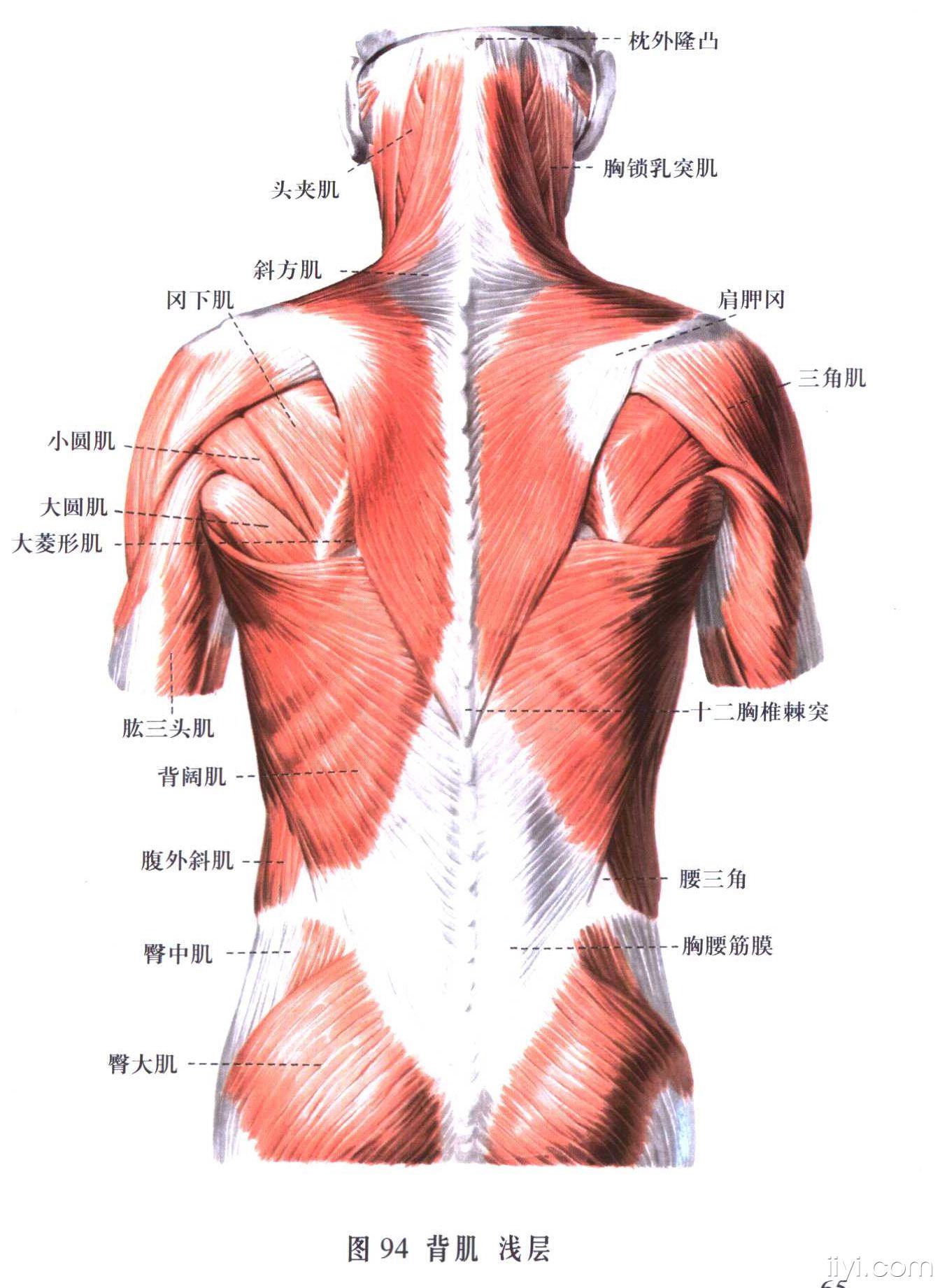躯干后侧肌肉图片