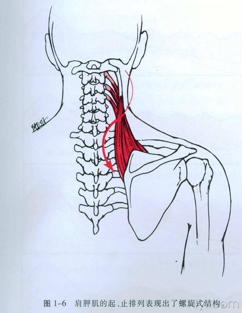 颈部后侧肌肉图片