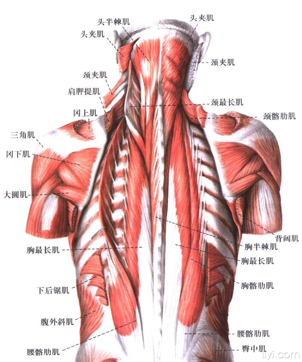 颈椎后部的肌肉解剖