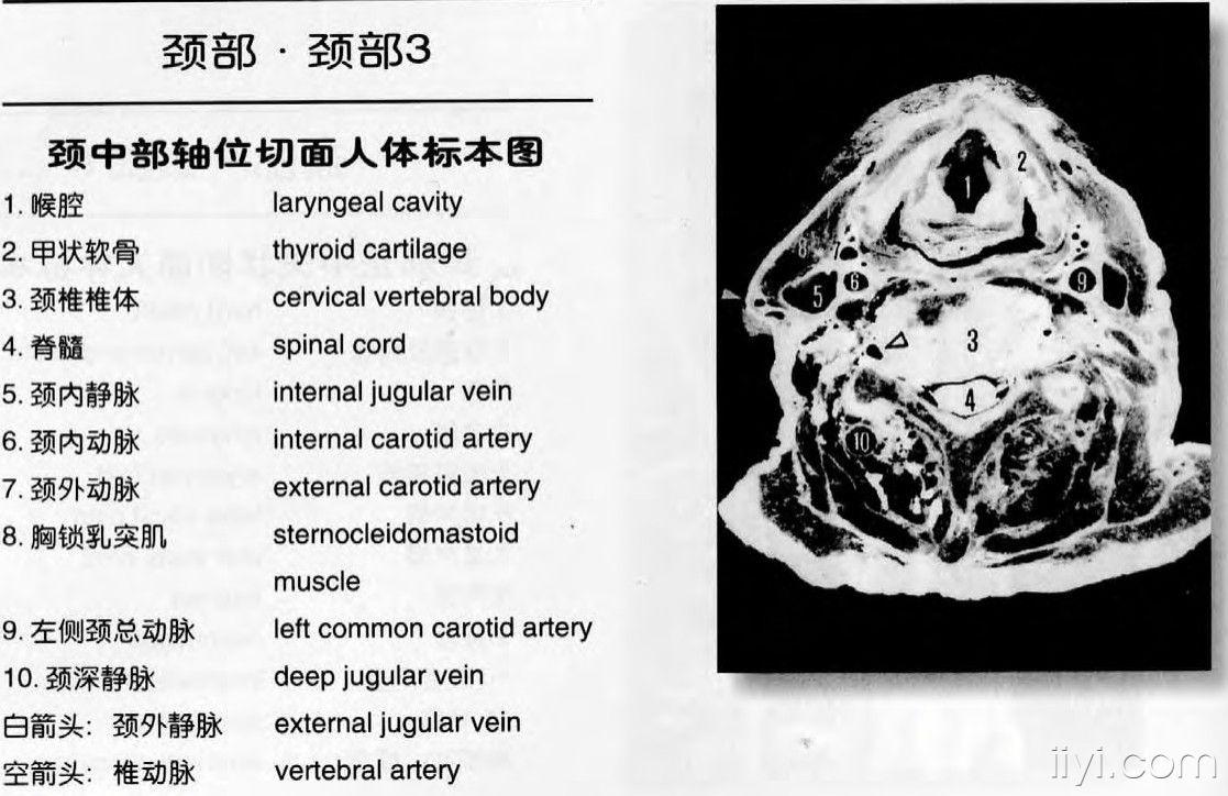 頸部ct解剖圖譜jpg格式(申請加精)