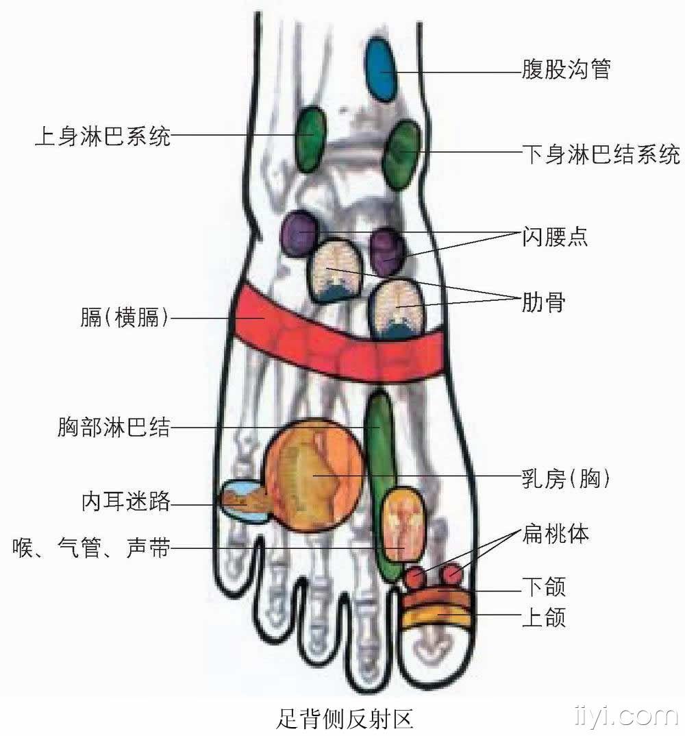 脚背反射区图解大全图片