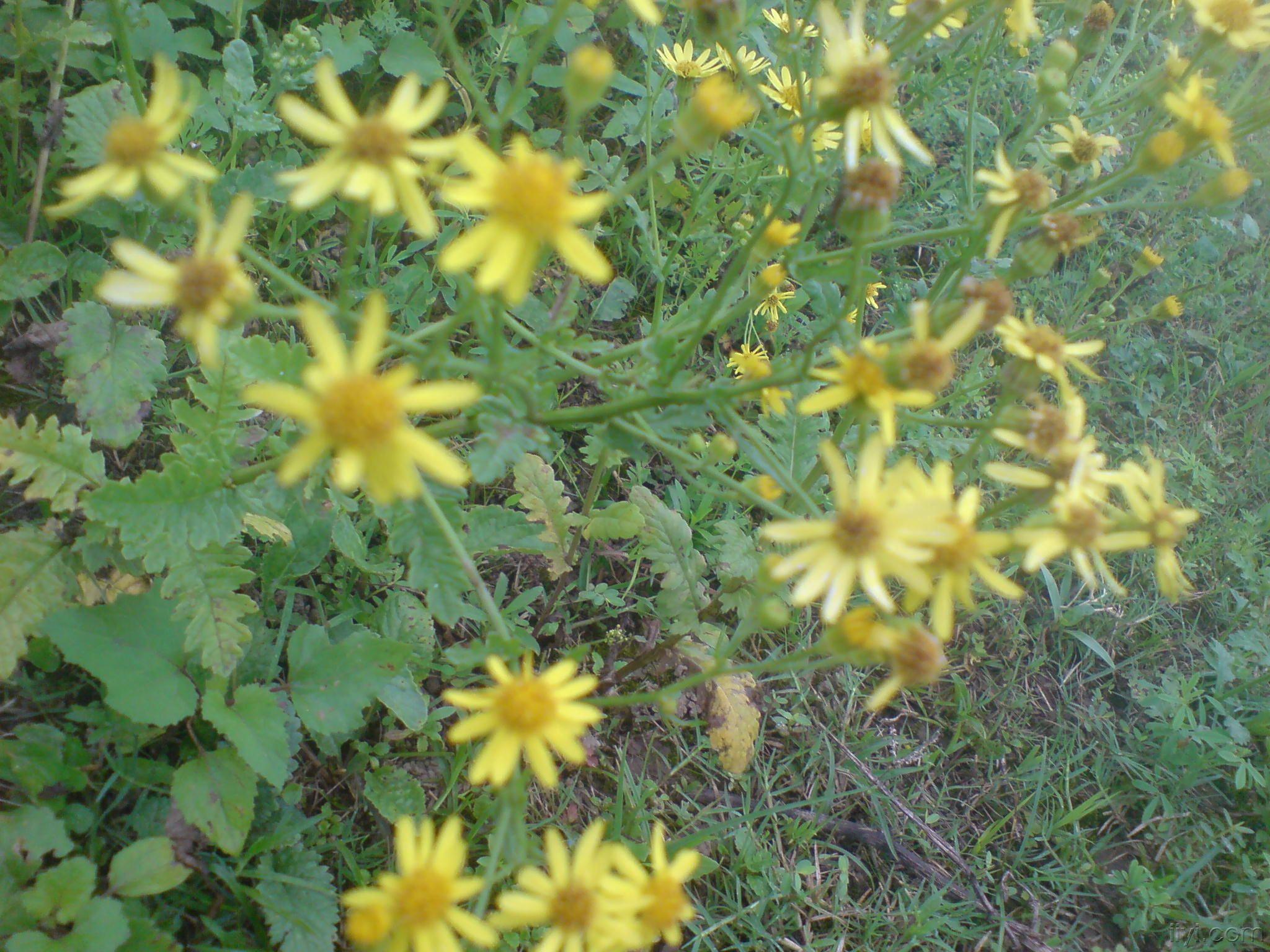 大片的野生苍耳子