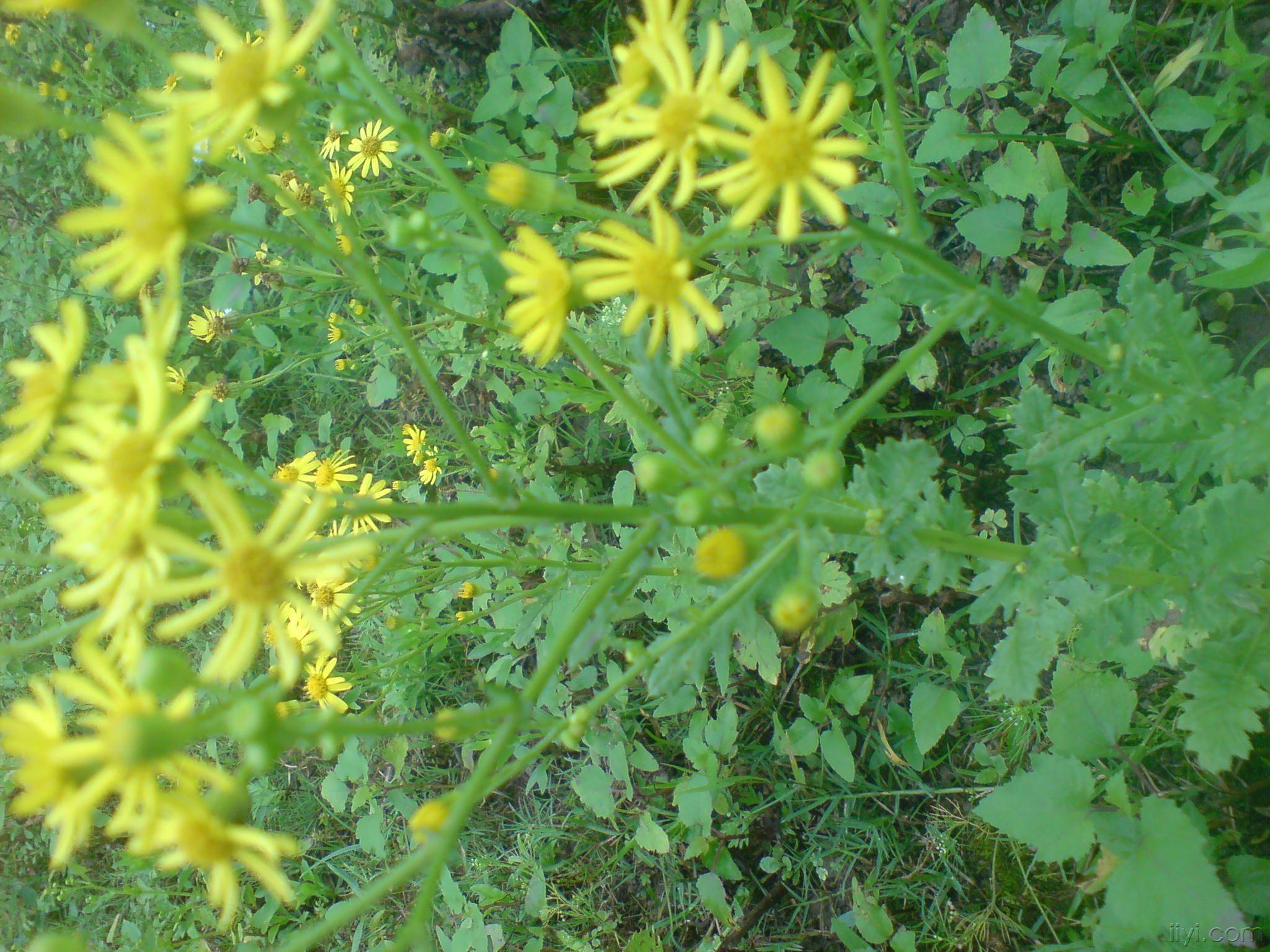 大片的野生苍耳子