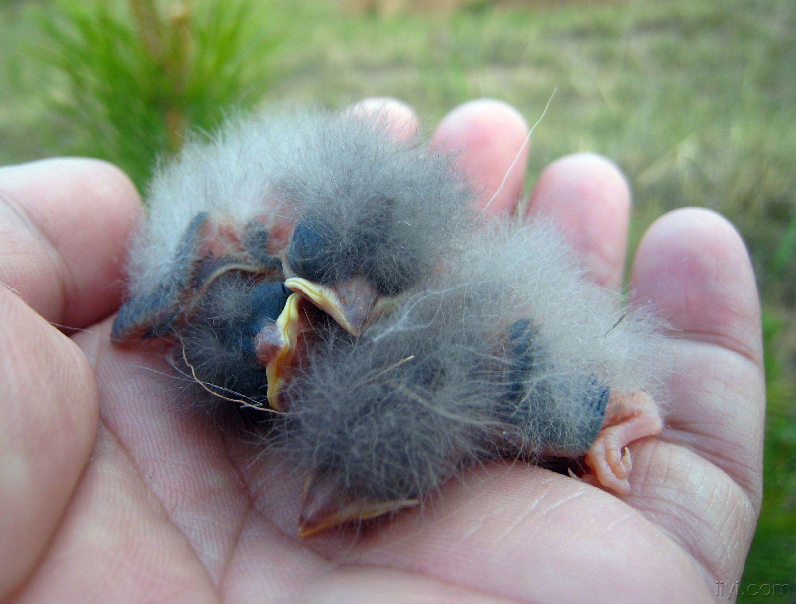 一窝红顶画眉鸟的孵化过程(组图)