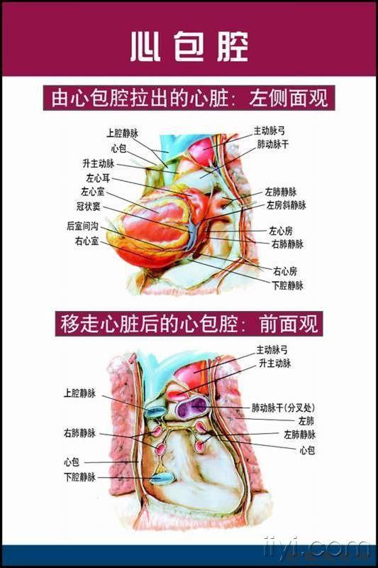 心包脏层和壁层分布图图片