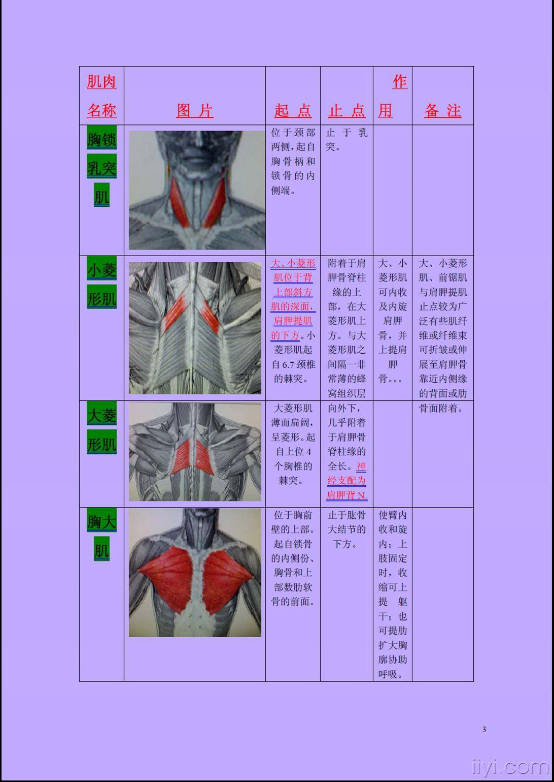颈部胸背肌肉起止点