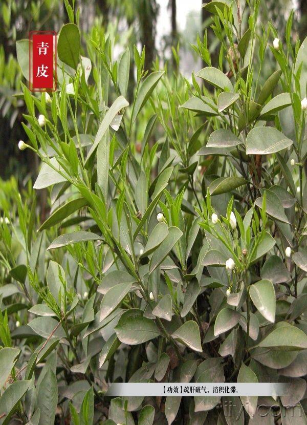 青皮.jpg