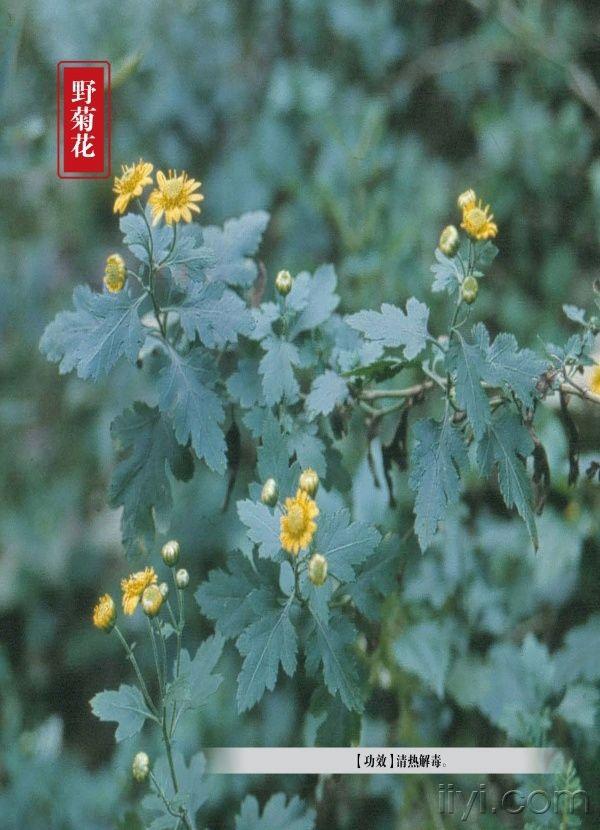 野菊花.jpg