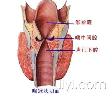 呼吸道—系统解剖(图文)