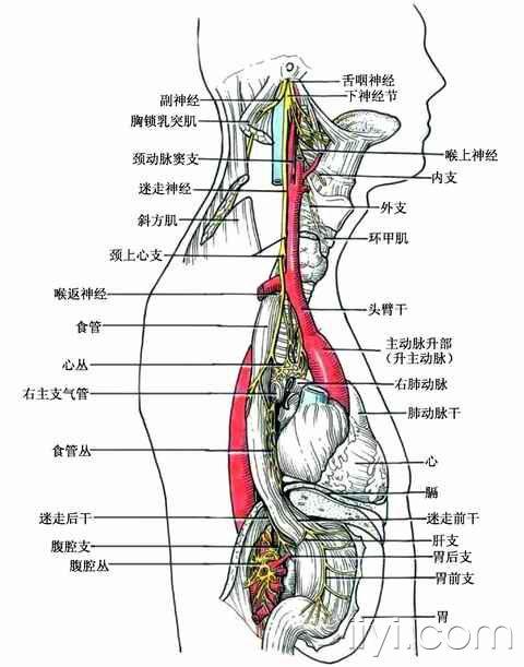 迷走神经分布图图片