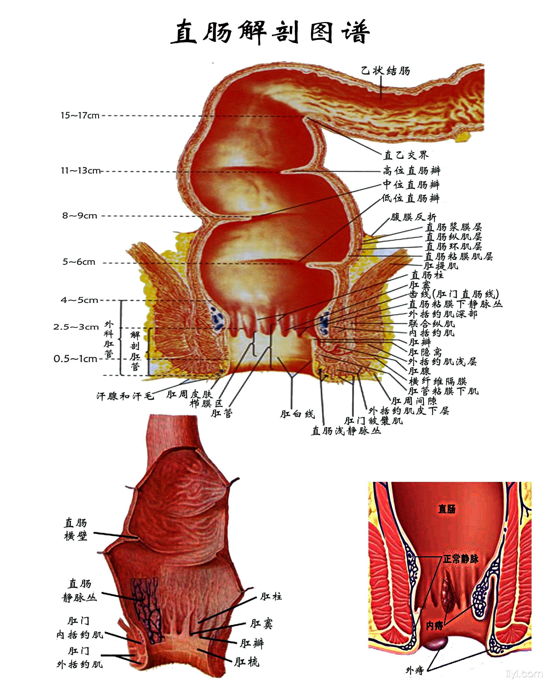 想在科室里挂两张肛肠解剖图给病人解释病情时好理解点