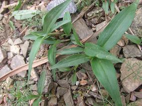 的一些中草药图片请教大家