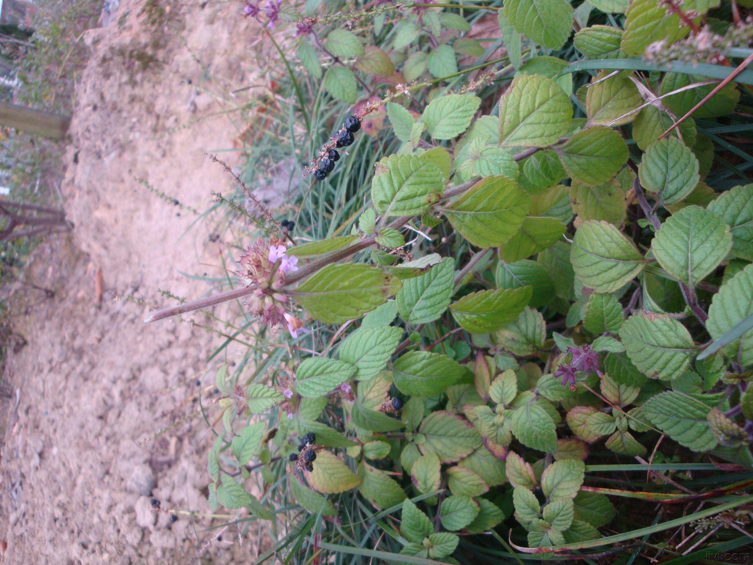 给大家发几张我自己拍的草药图片