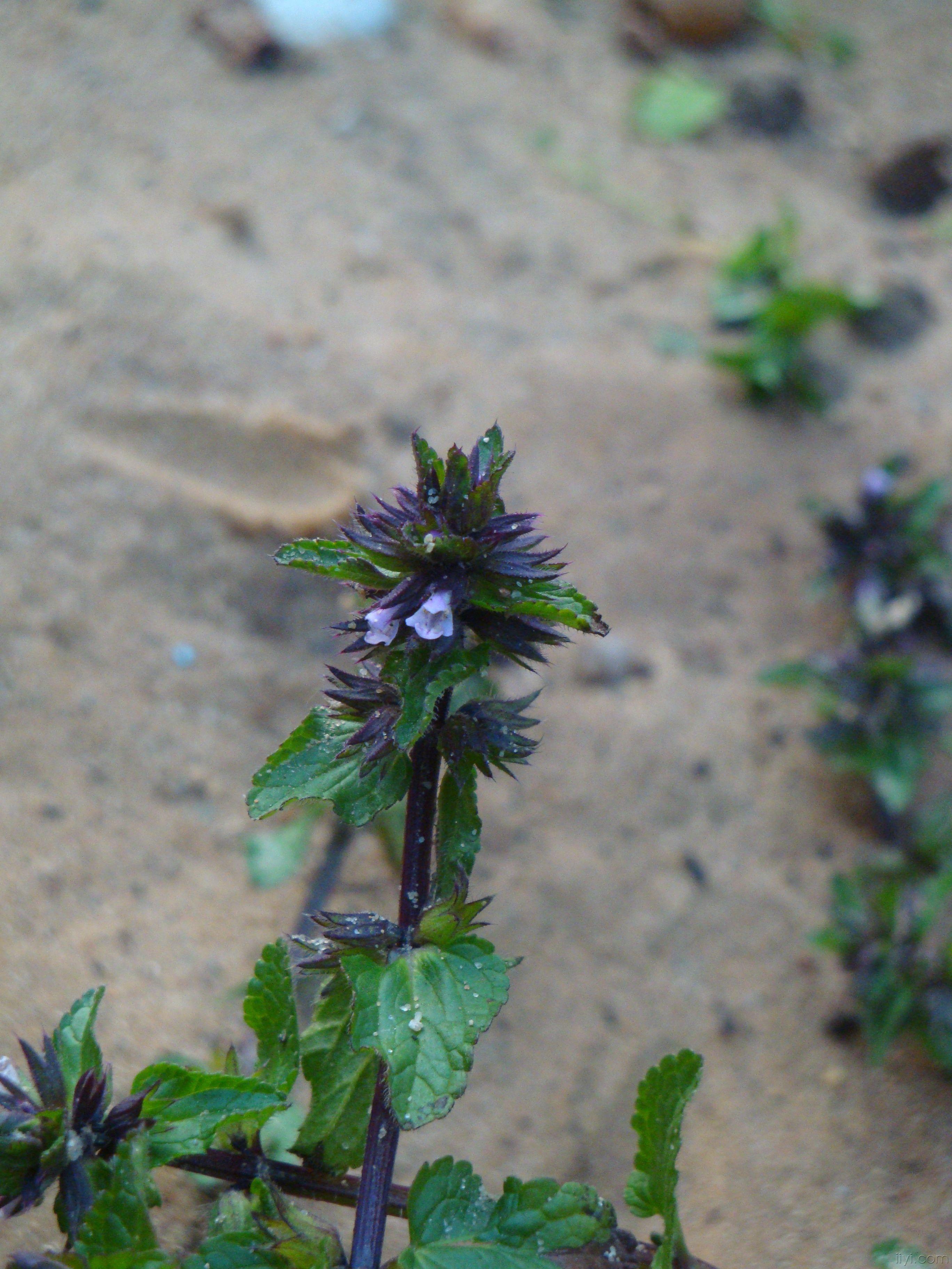 凉粉草仙草特写