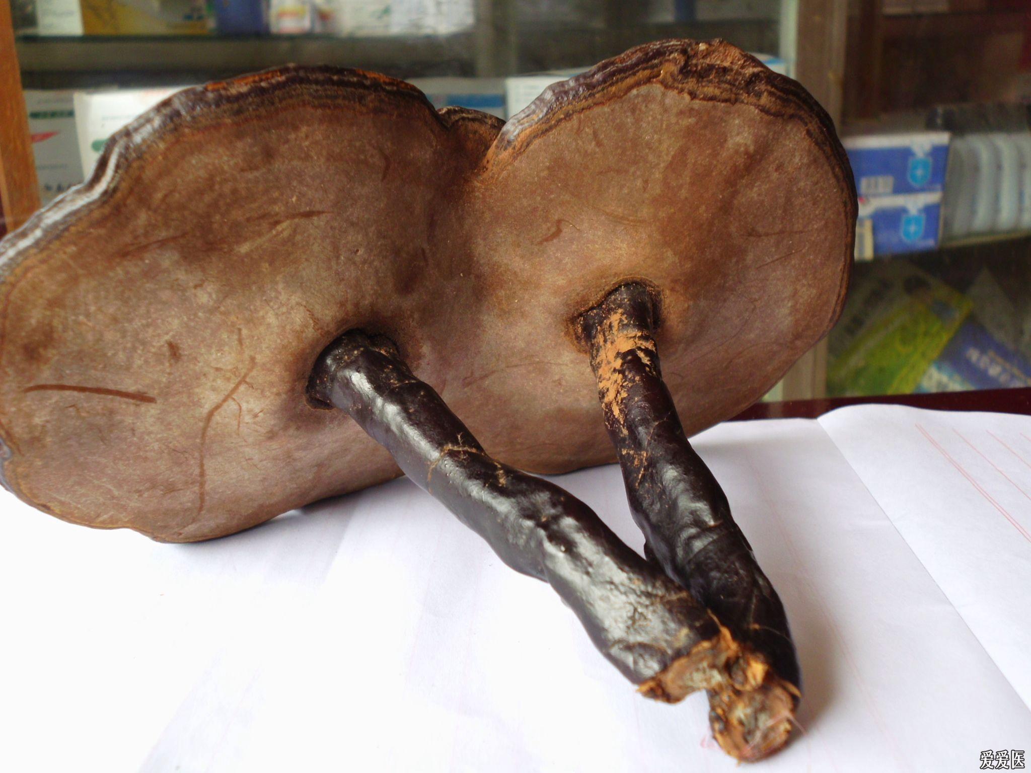 大家快来看看这个菇子是什么?