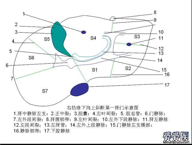 肝脏十个标准切面(手工制作) - 超声医学讨论版 - 爱爱医医学论坛