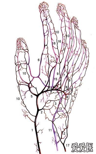 人体手腕动脉分布图图片