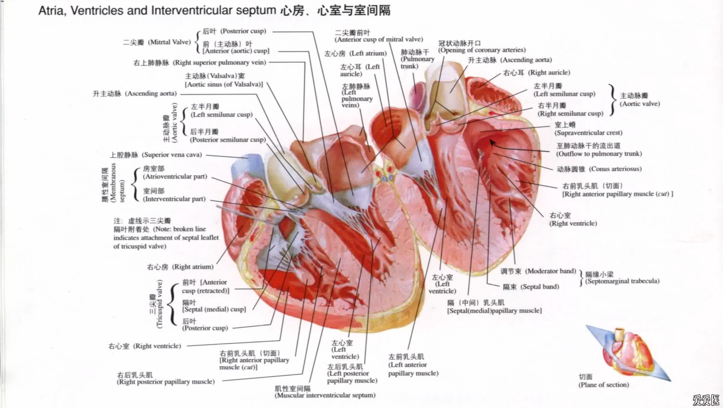 心脏解剖图初中图片