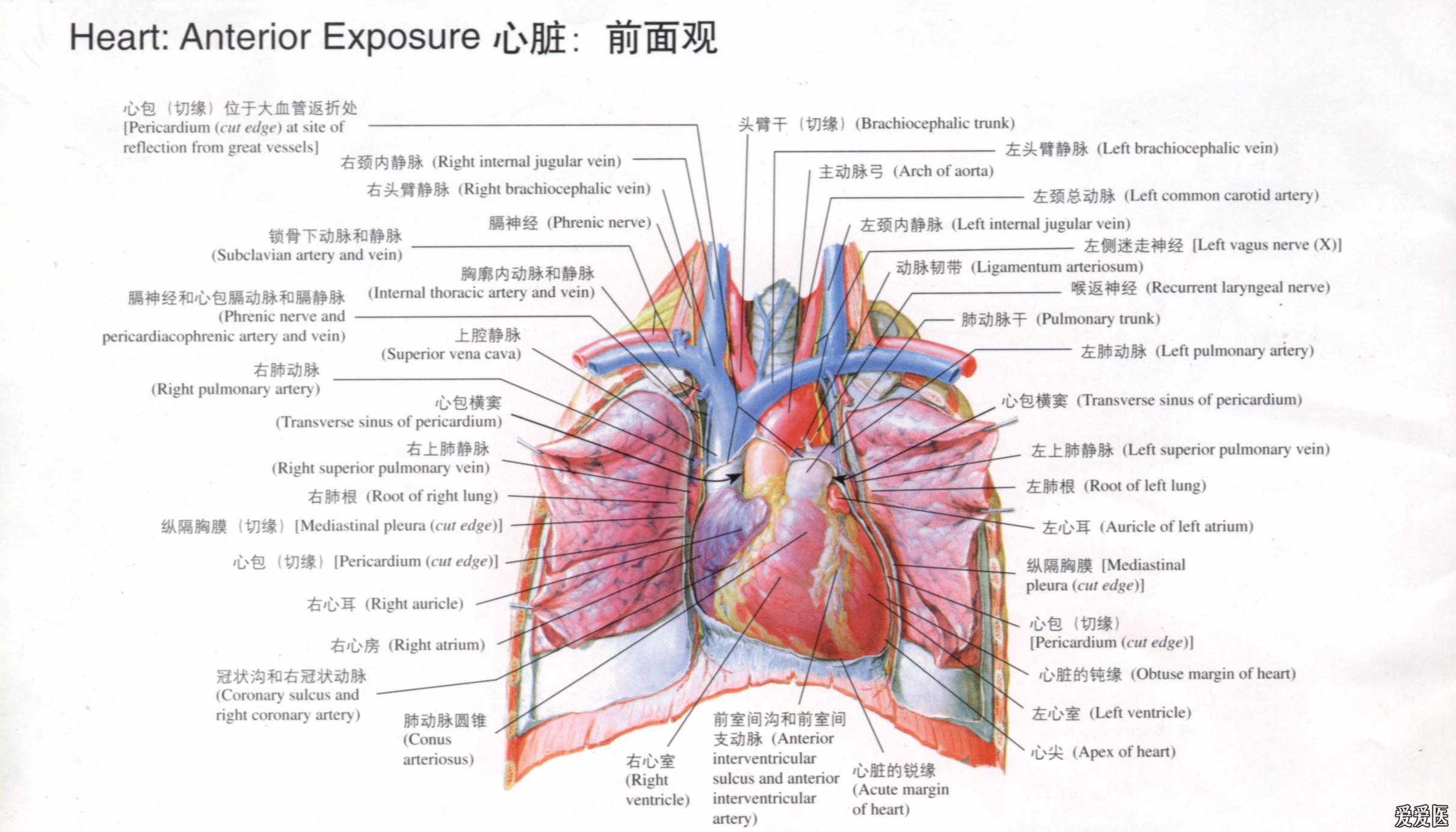 心脏的解剖结构简图图片