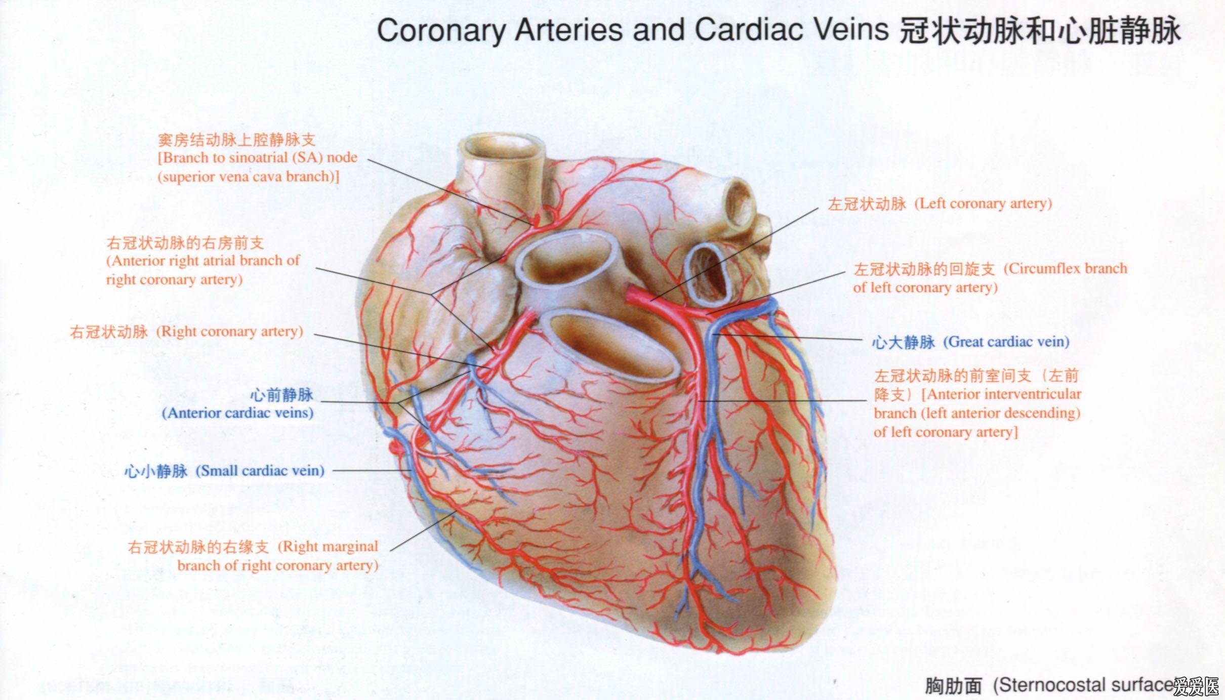 心脏解剖 - 本科教育与基础医学版 - 爱爱医医学论坛
