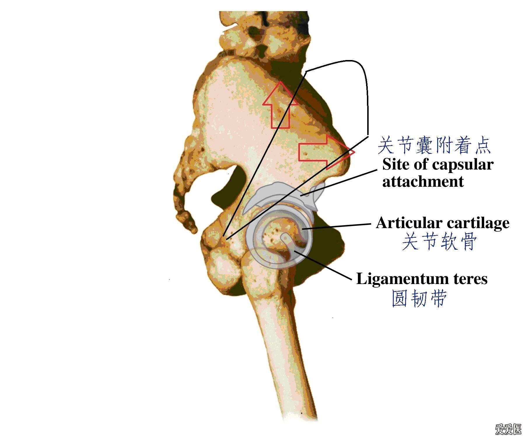 有关王燮荣老师和谢庆良老师的骨盆悬移浅谈