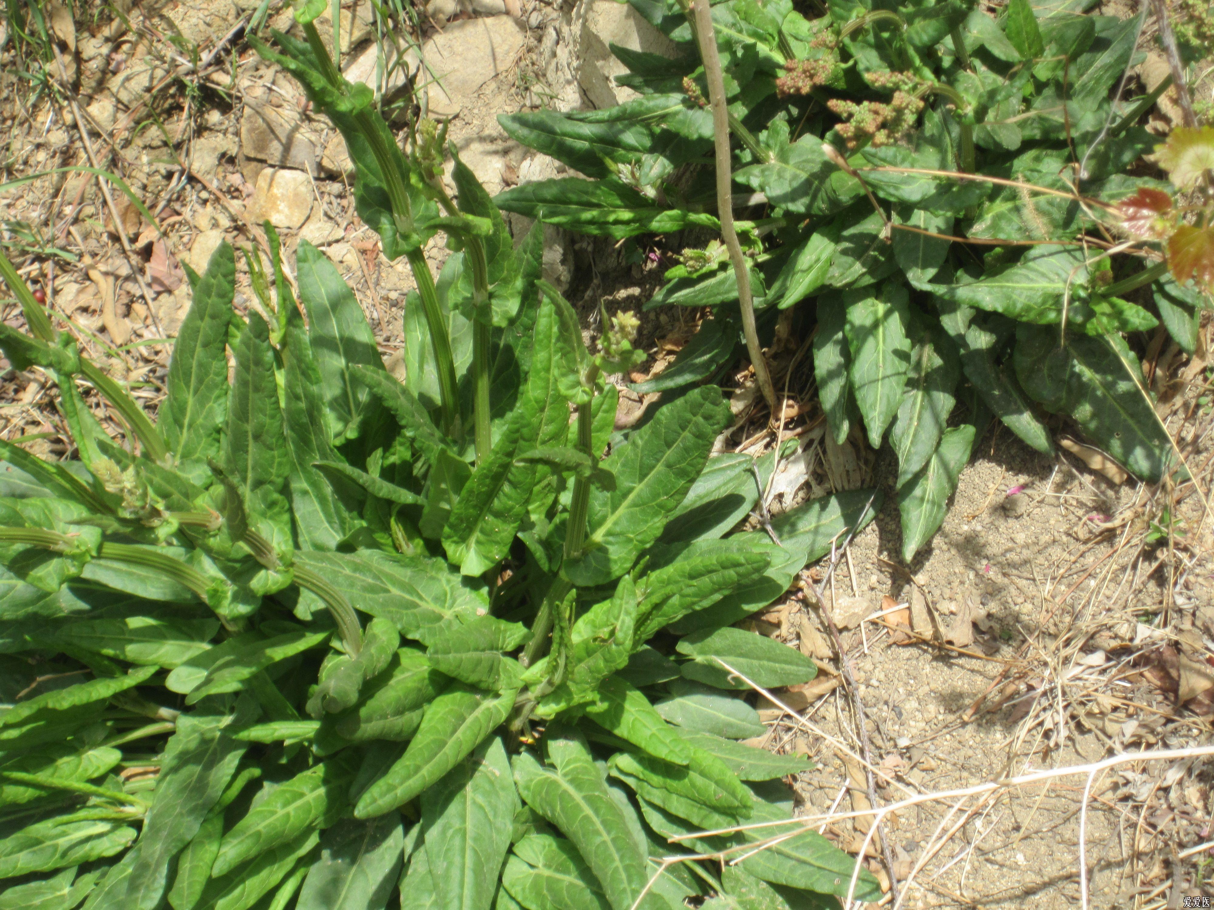 野生中药续