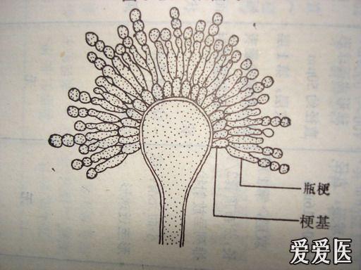 曲霉菌的结构示意图图片