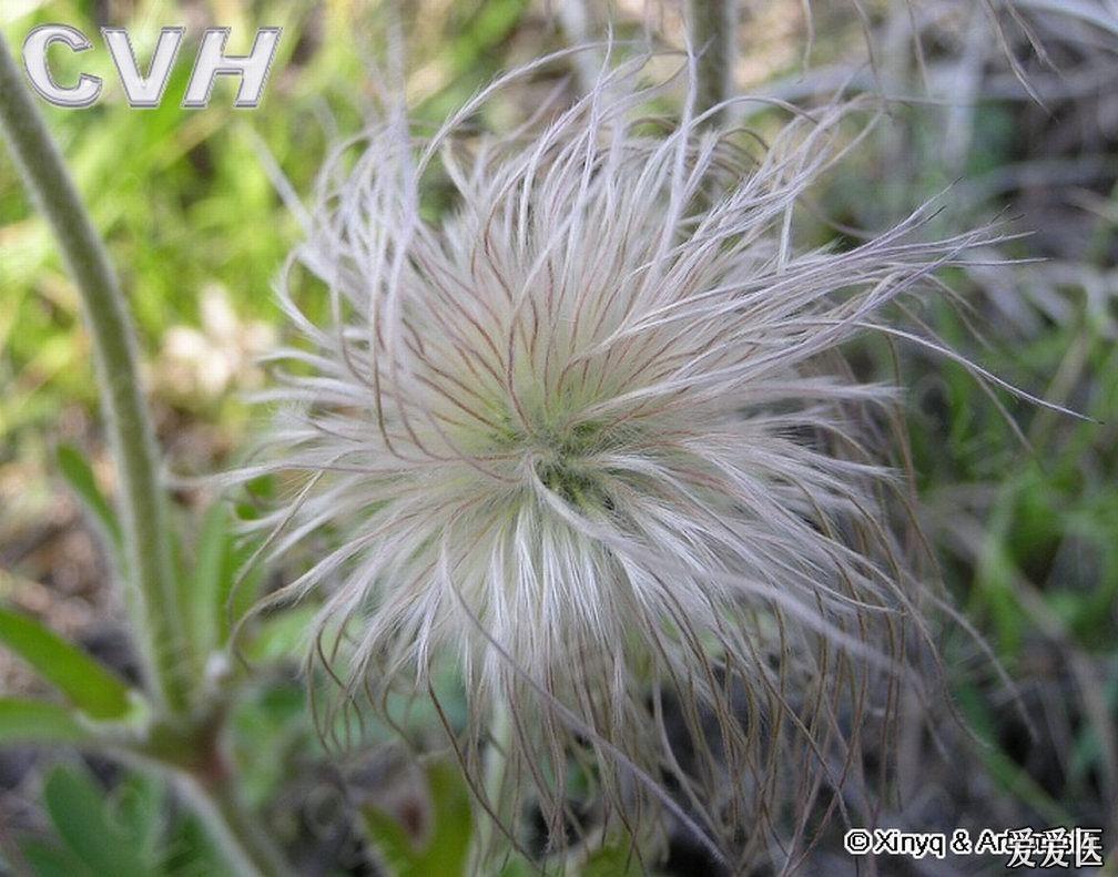 印象61中药白头翁原创诗歌