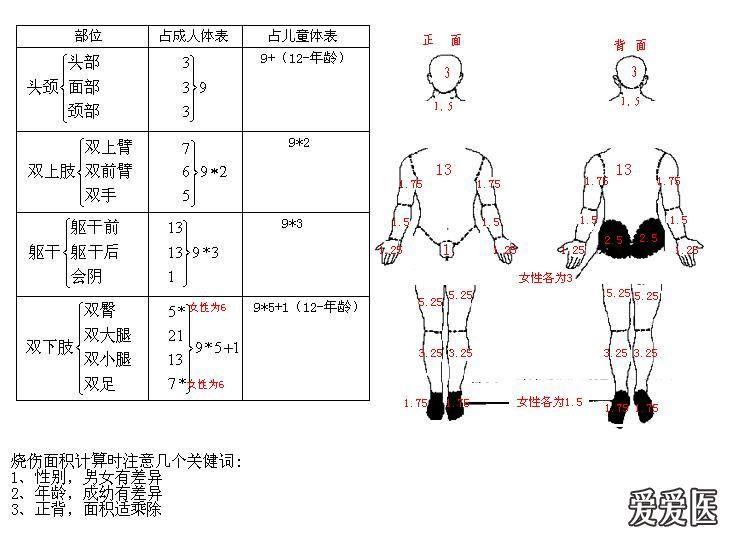 烧伤计算面积图一图难忘