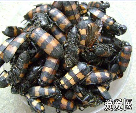 花娘子(药名斑蝥)