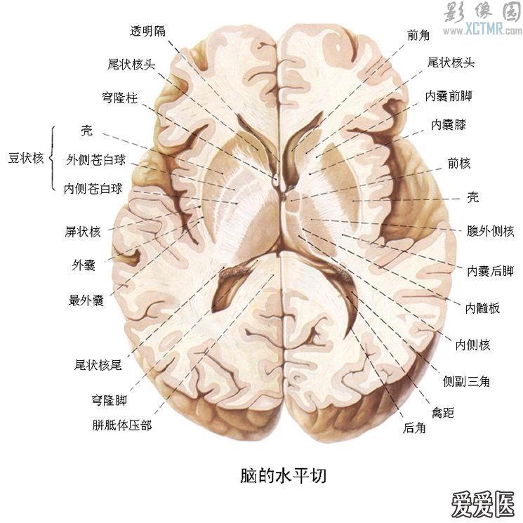 大脑半球结构图解剖图图片