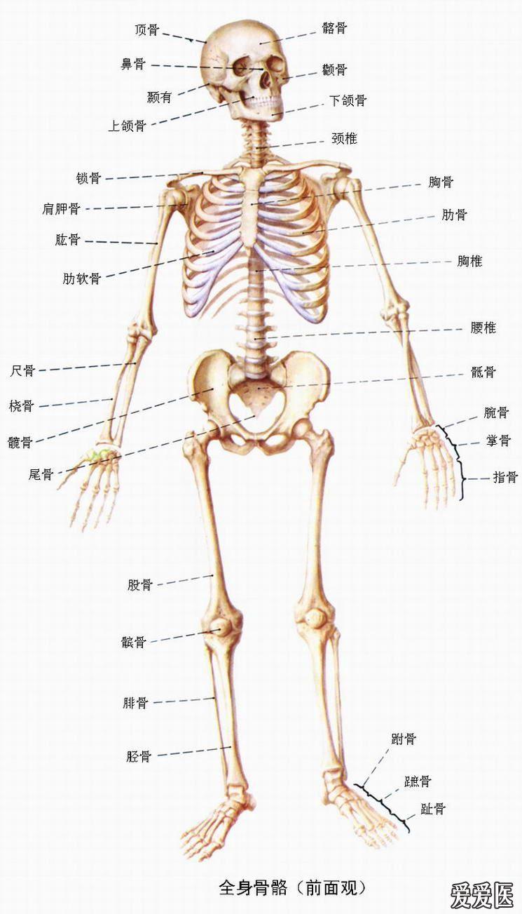 正常的人体脊椎图图片