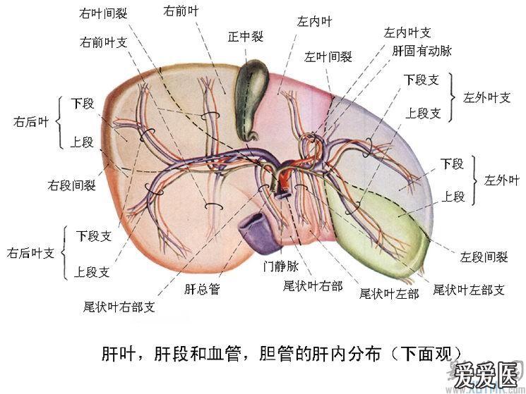 肝解剖图结构分叶图片