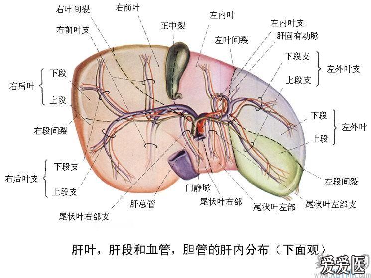 肝分叶解剖示意图图片