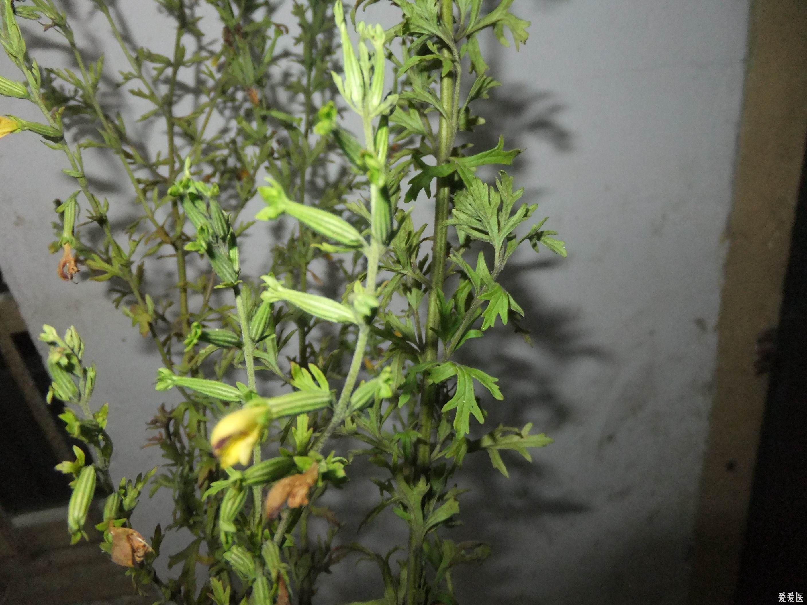 治沙虫脚最够力的草药放一次就好了的