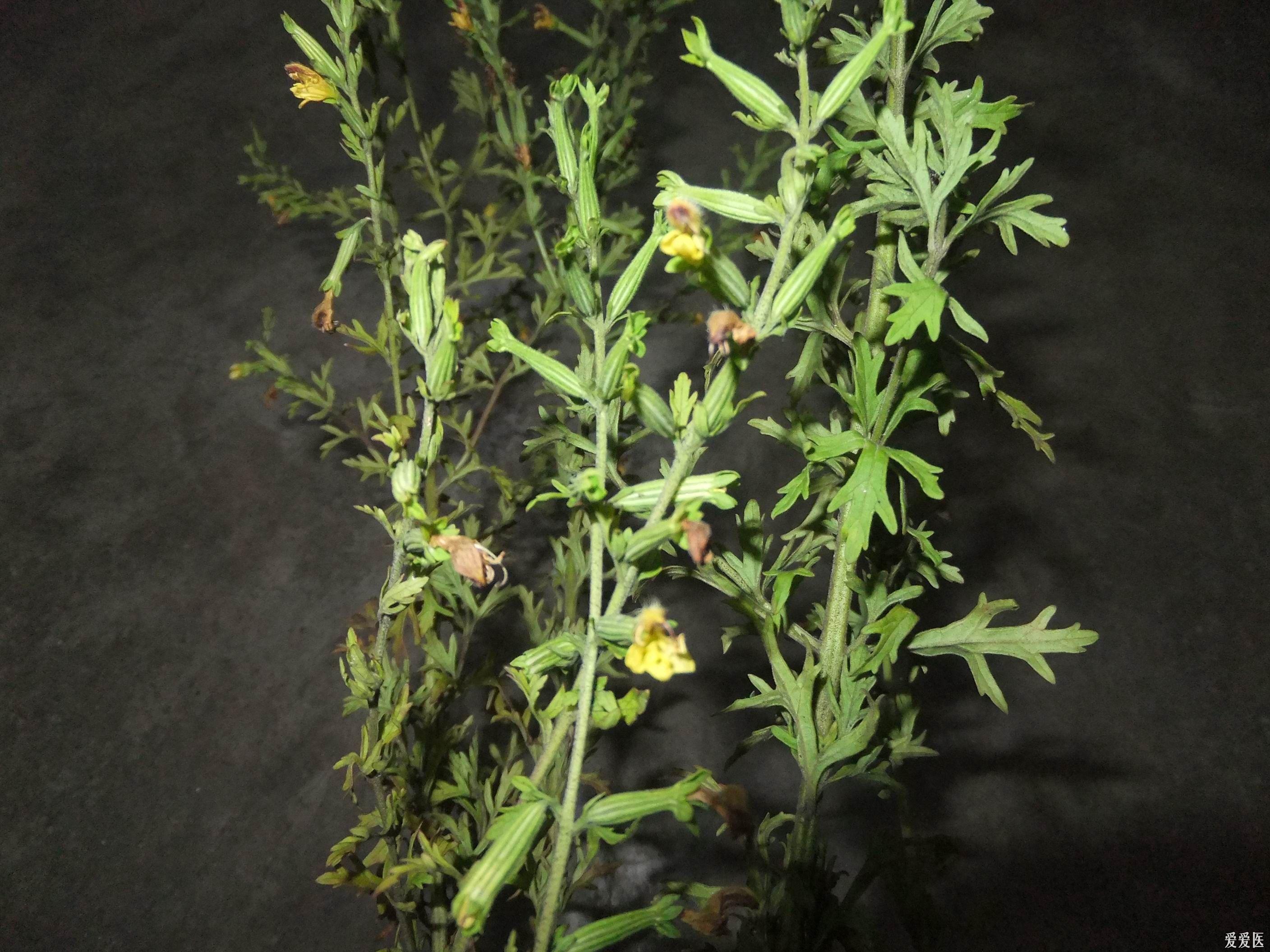 治"沙虫脚"最够力的草药,放一次就好了的