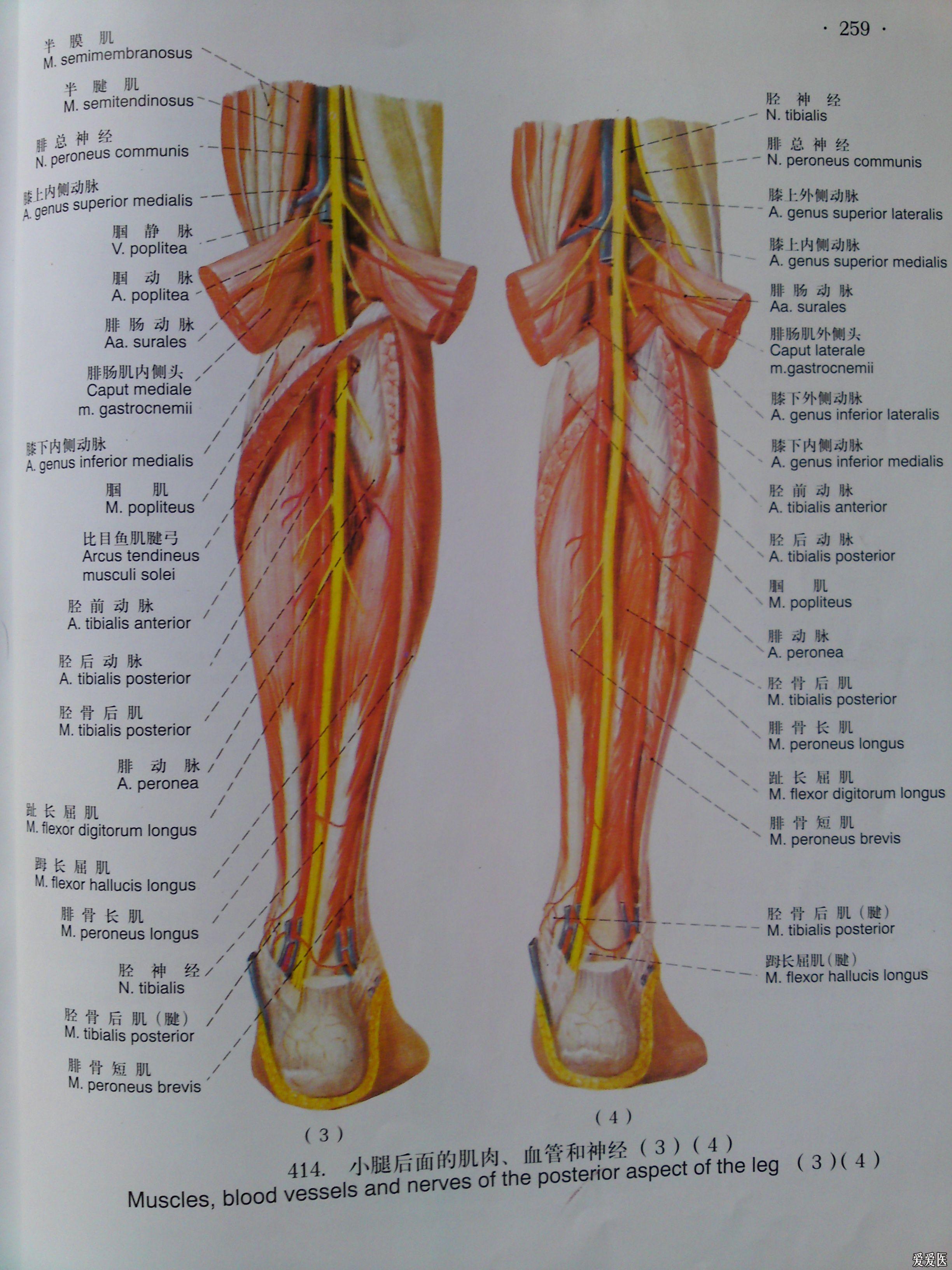 腓肠肌内侧头位置图图片
