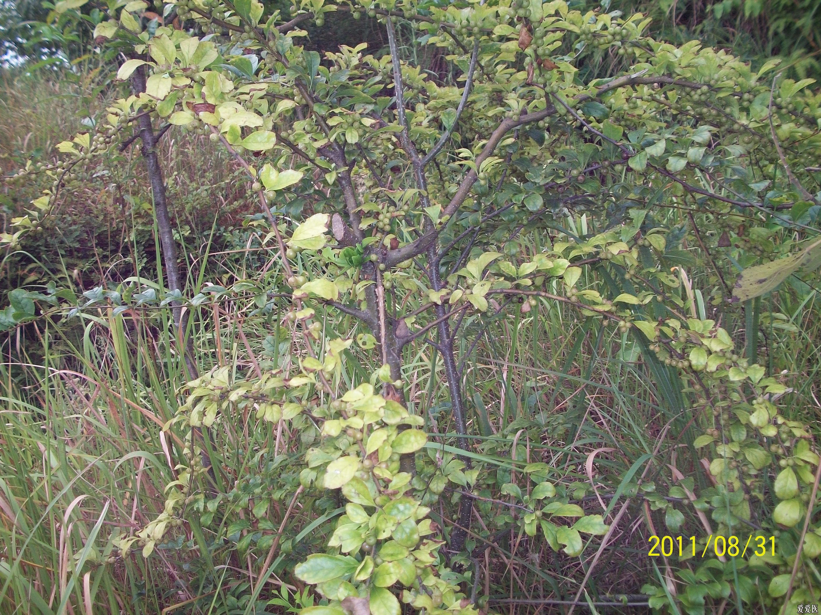 野生岗梅树图片图片