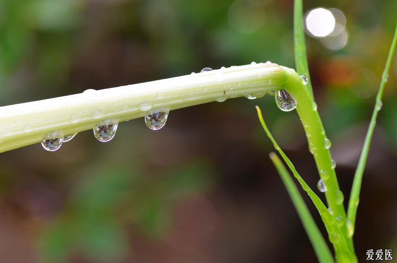 雨後露珠