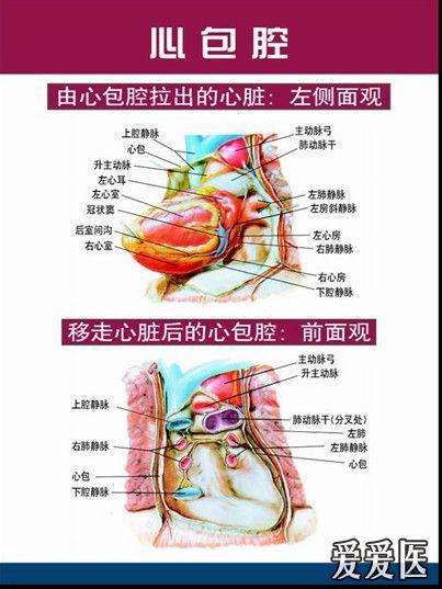 心臟解剖圖