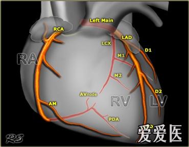 骨盆死亡冠血管解剖图片