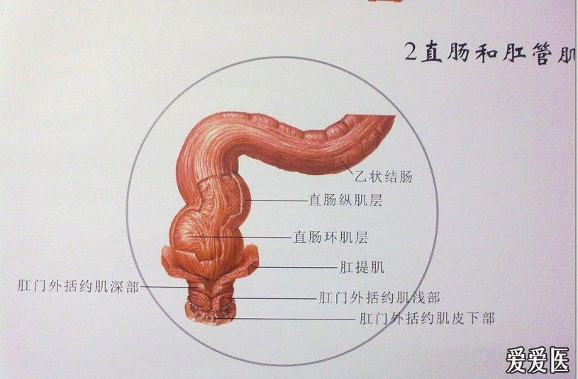 肛直肠环的构成图片