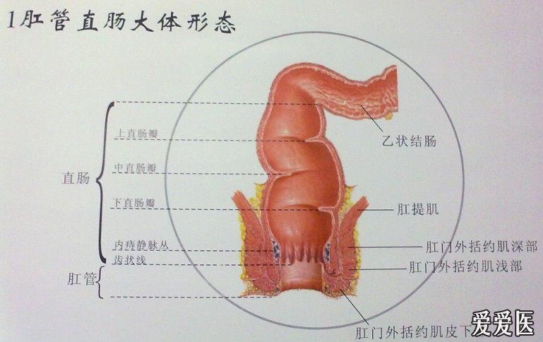 正常肛门结构图图片