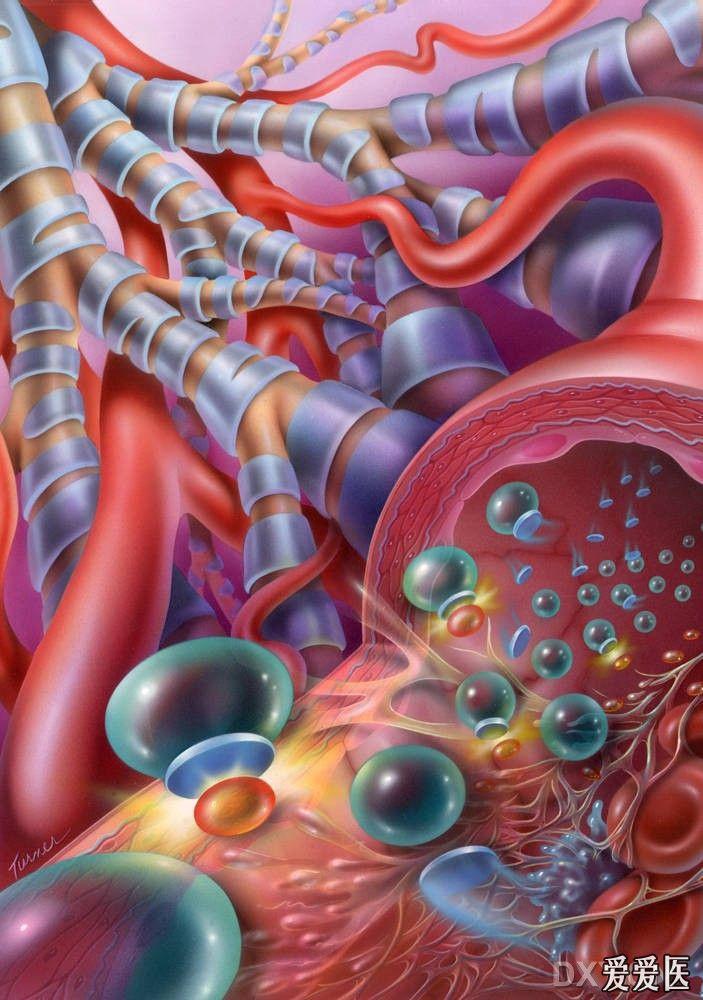 心脏三维解剖图 - 心血管内科讨论版 - 爱爱医医学论坛