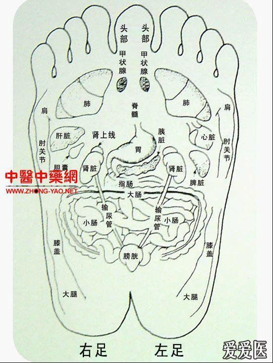 腳底穴位圖