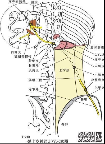 脊神经后内侧支图片