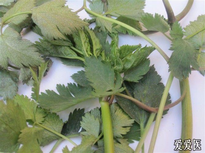 帮忙认识草药