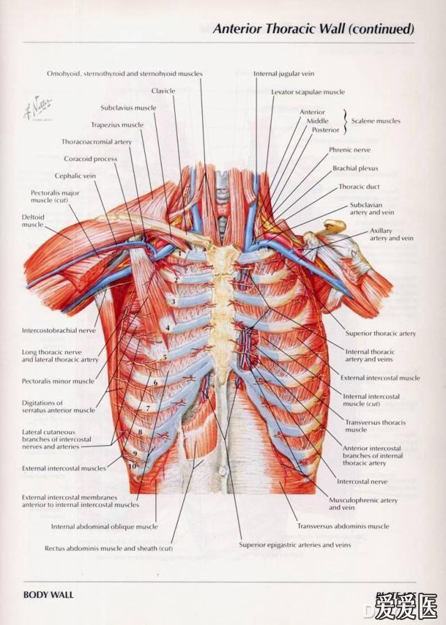 奈特图谱的胸部解剖图片