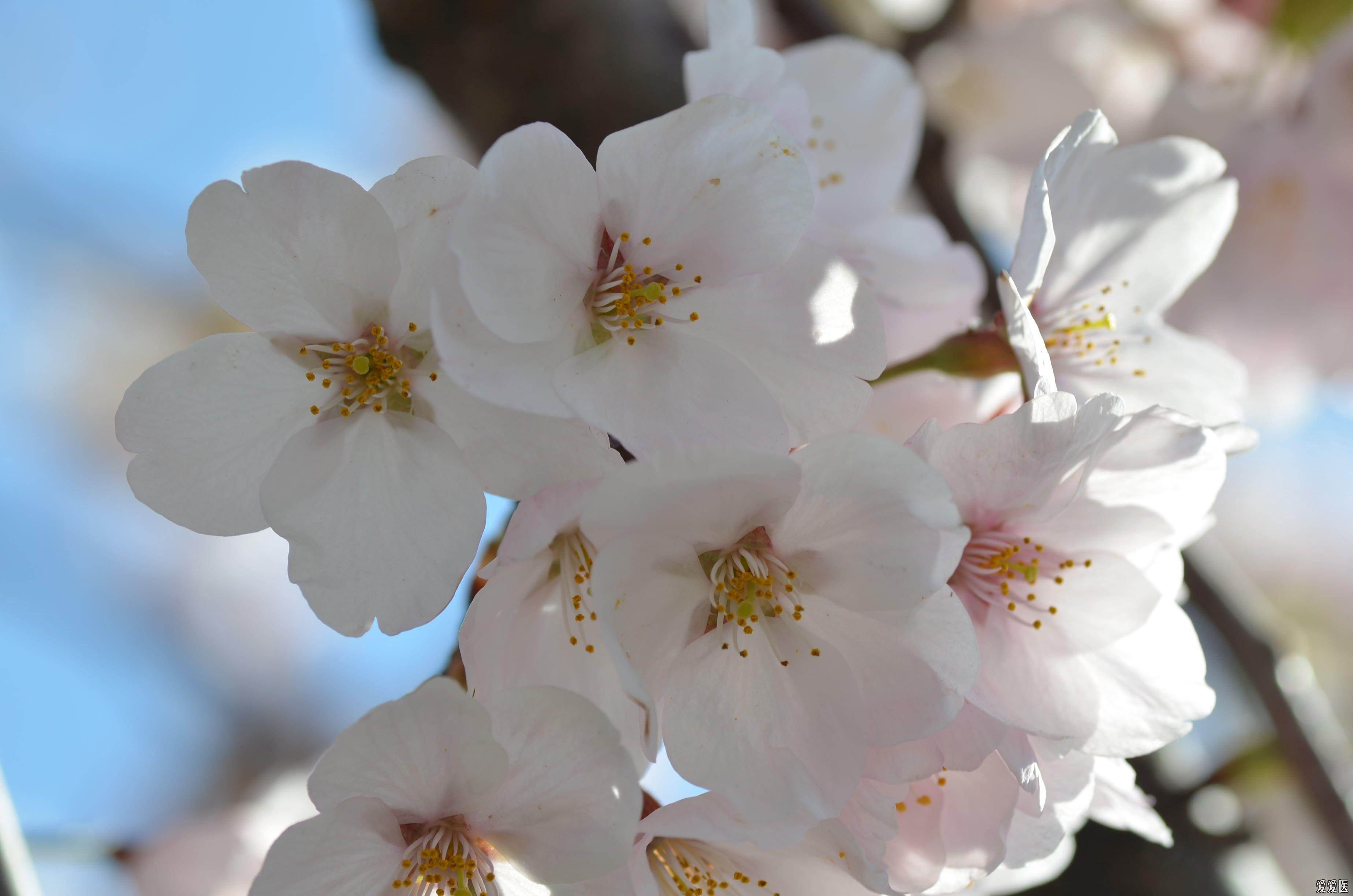 一组樱花(微距)