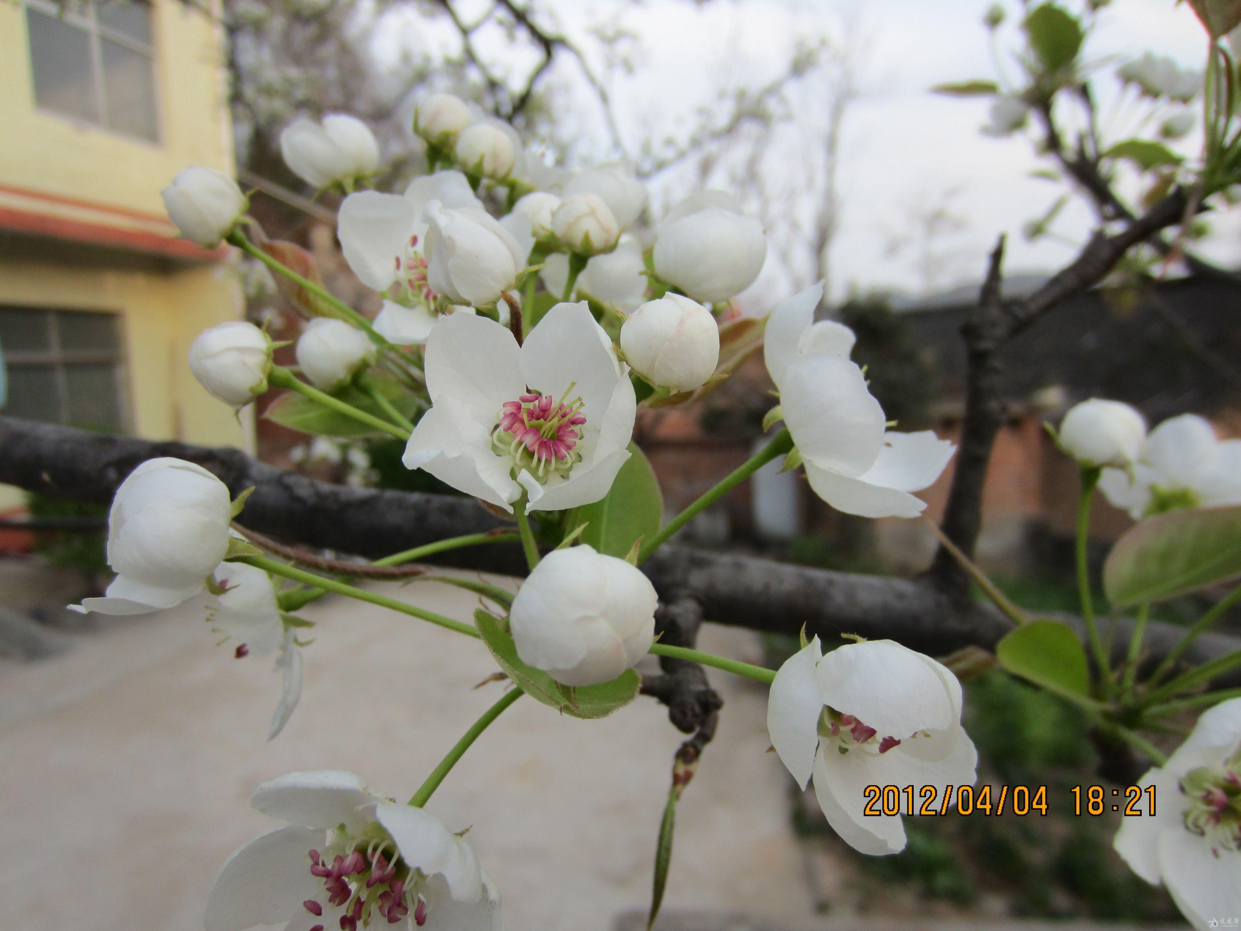 我的植物朋友——梨花图片